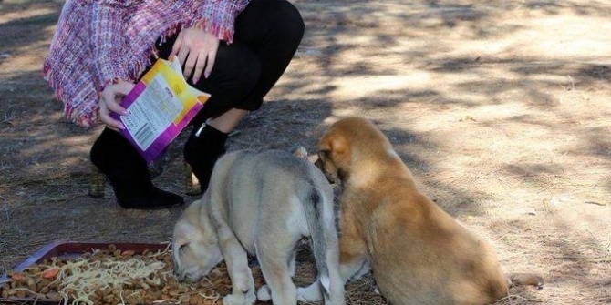 Rektör Özlenen Özkan'ın Sözde Beslediği Köpekler Öldü!