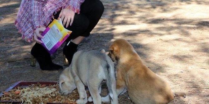 Rektör Özlenen Özkan'ın Sözde Beslediği Köpekler Öldü! 