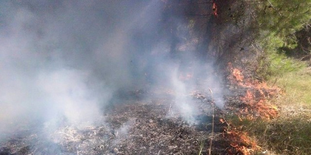 Serik'te Çıkan Yangın 20 Hektarlık Ormanı Yok Etti